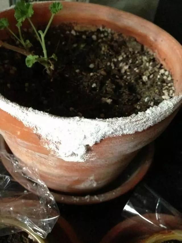 花盆里|花盆里长出“白碱”不是好事,对花草危害大,学会这5个处理方法