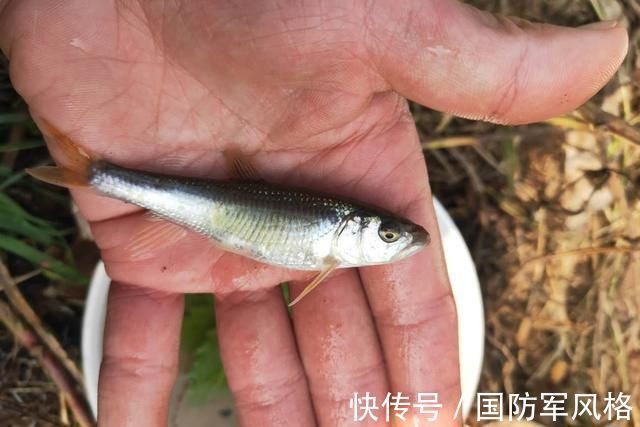 河里钓了条鱼,外观像白条鱼,嘴型像马口鱼,求鉴定,这是什么鱼