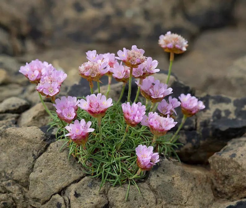 海 石 竹 花