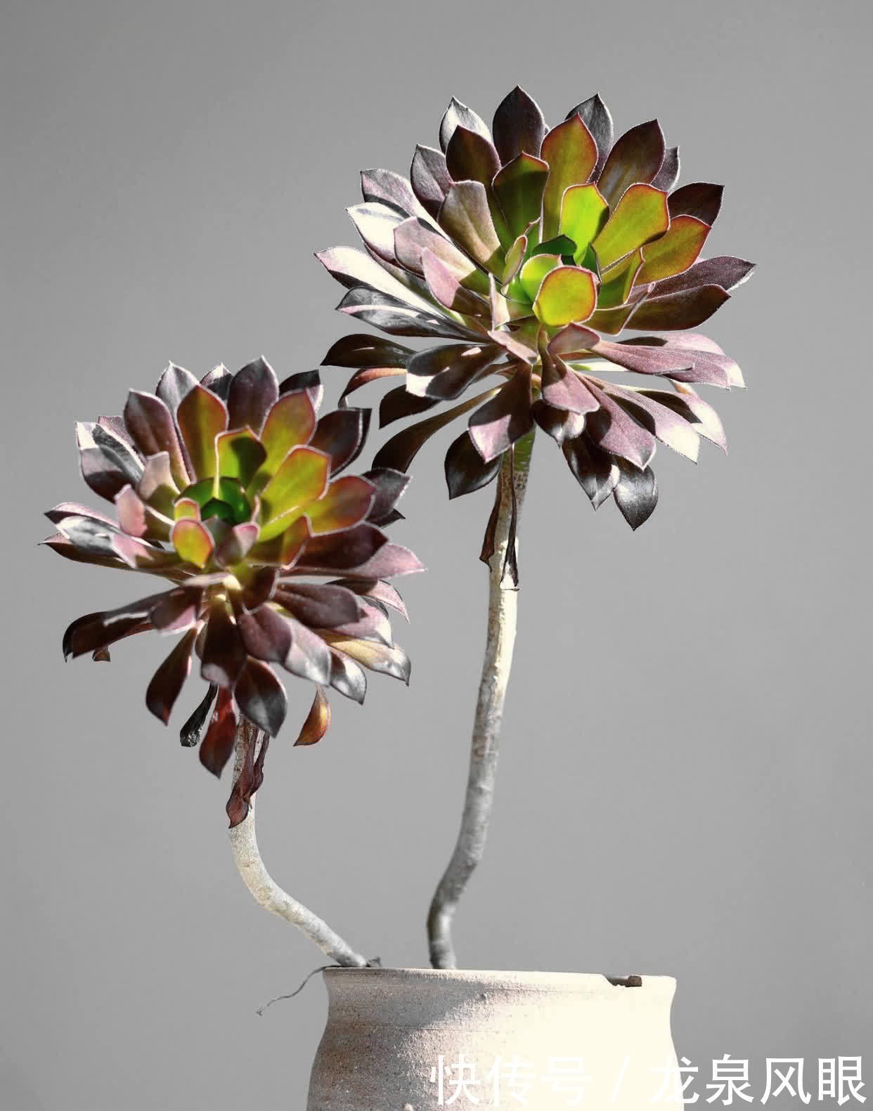 多肉黑法师，养护有“四技巧”，分枝多颜色美更漂亮