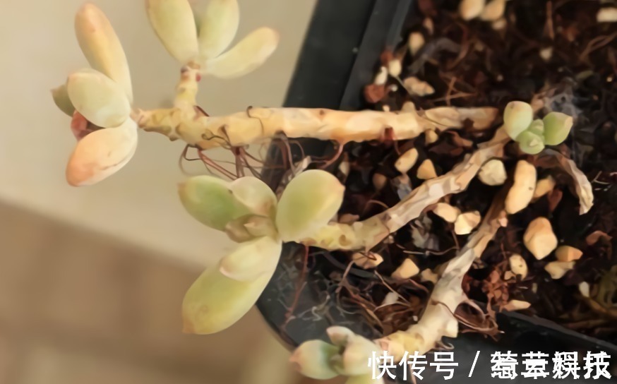 水桩|多肉老桩有真伪,3种“伪老桩”鉴别,揭开真面目,避免被忽悠