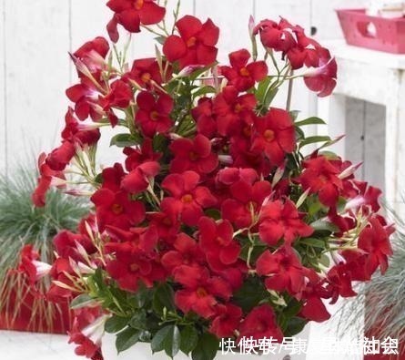 盆栽|一种小花太神奇，一对叶子6朵花，养一棵开一片，室内室外都能养！