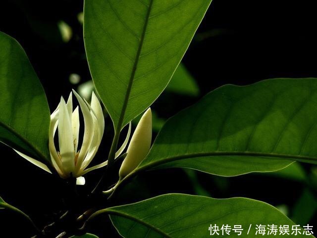 修剪|这花比茉莉还好闻,家里养一盆,花一开就是大半年!