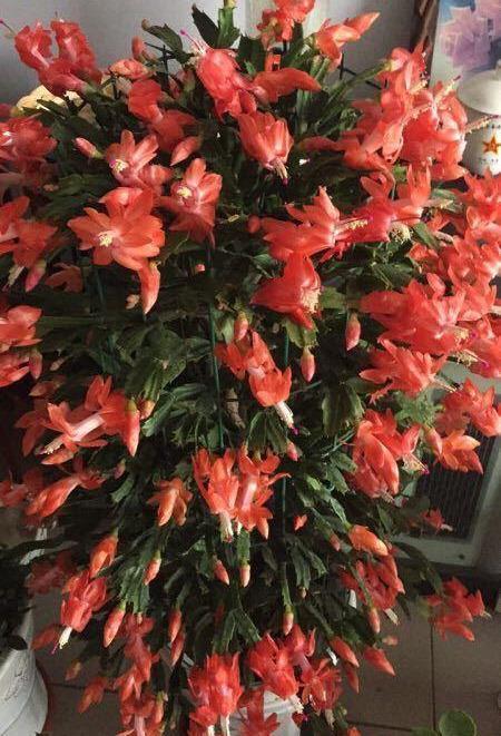 3种“仙气花”,寒冬腊月“照样开”,一盆开花上千朵,人见人爱