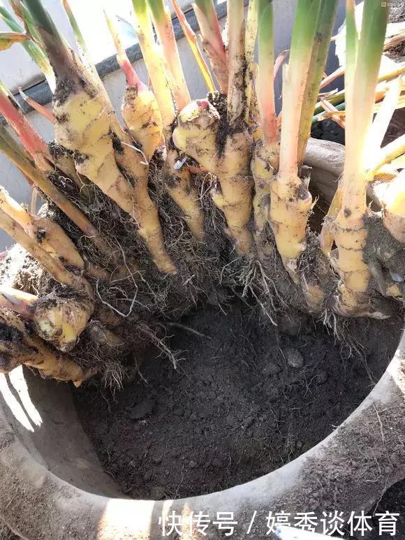 生姜切1刀丢盆里，7天发芽，半年变成“1桶姜”！