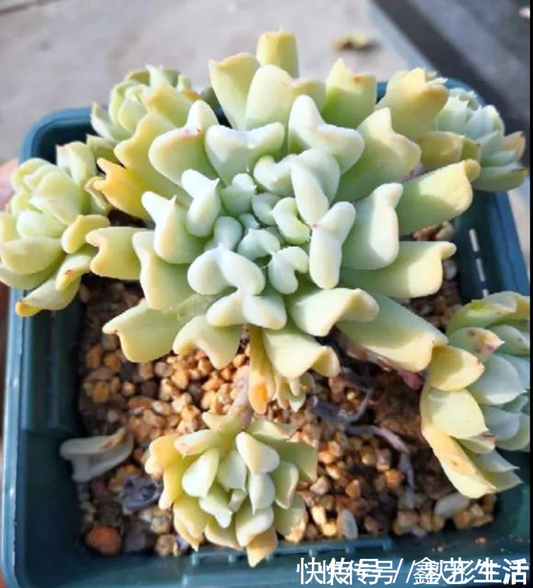 最耐晒的8种多肉,夏天照样疯长不停,呼呼窜成小瀑布