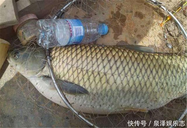 农作物|新鲜玉米加一物,专攻野生鲤鱼草鱼,制作简单效果绝佳,别错过