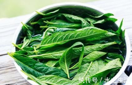 中草药|农村常见的叶子,用”它“泡水,坚持一个月,白发变黑发