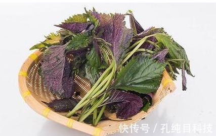恶寒|紫苏的最新功效大全,它对血栓、血脂、咳嗽有保护作用!