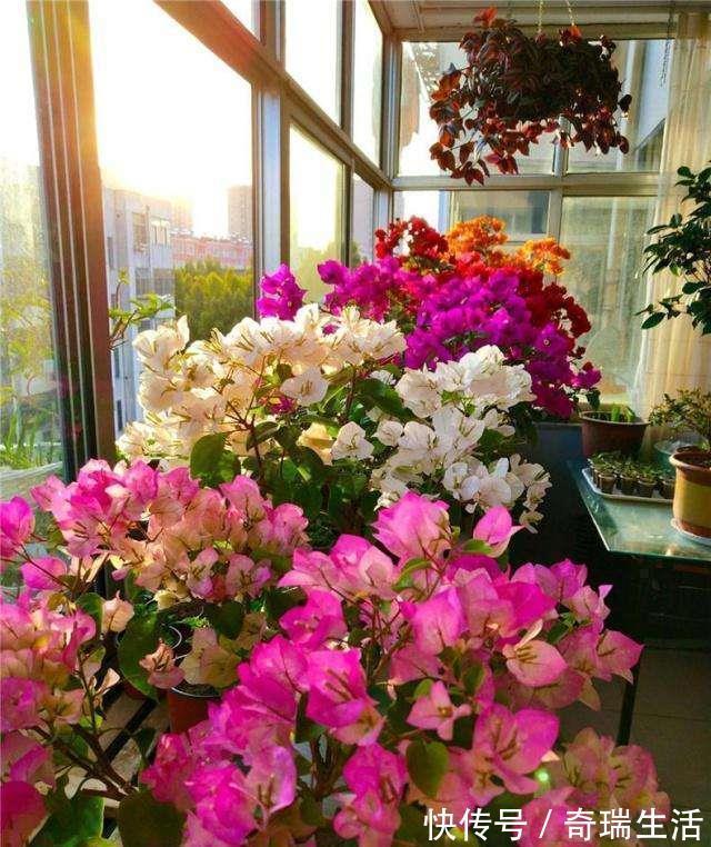 壮根|三角梅养不好?3种肥料不能少,一种促花,一种绿叶,一种壮根