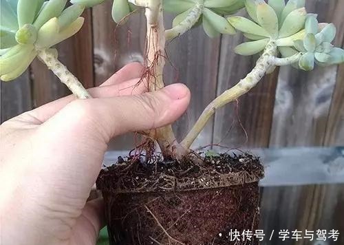 多肉长气根,这是“求救信号”,2个原因导致,最好赶紧剪掉!