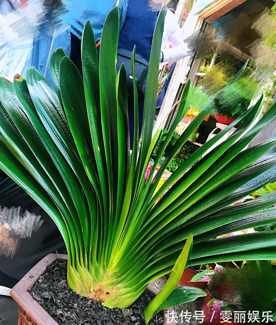 蟹爪兰|秋天准备“抗冻肥”,给君子兰、蟹爪兰“喂上”,长得旺、开花多