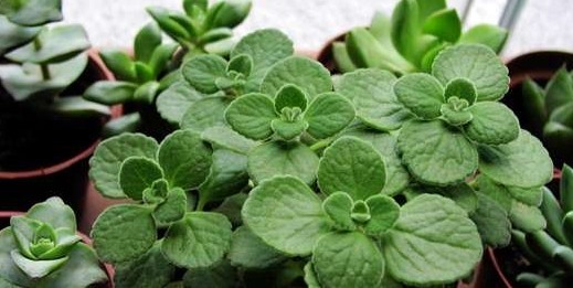 这些盆栽植物疯长爆盆很容易!分分钟长满阳台,扮靓你的生活