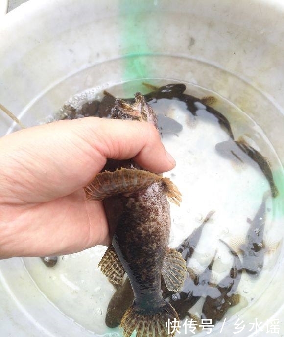 带回|去山里钓鱼,带回一盆野鱼,丑陋但鲜美,数百一斤