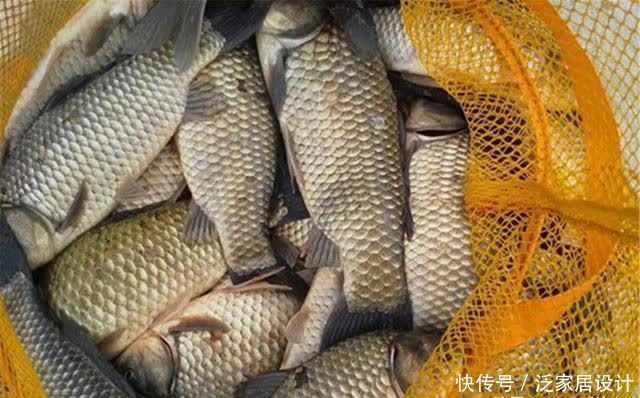 仲春适合野钓大板鲫,介绍几款自制“素饵”,钓大鲫鱼很给力