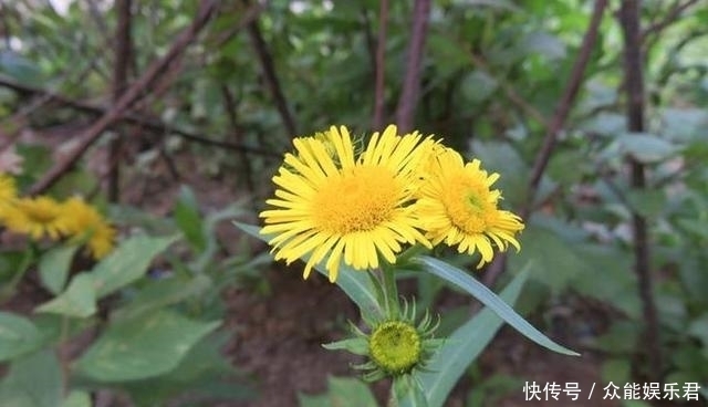 不要将这种“菊”用作野菊花，它比野菊花更珍贵，更有价值！