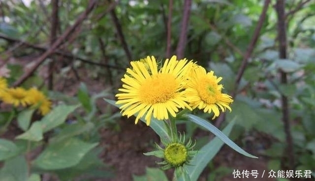 不要将这种“菊”用作野菊花,它比野菊花更珍贵,更有价值!