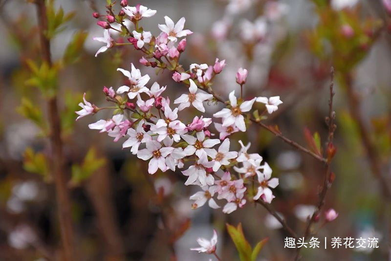 耐寒|13种耐寒的盆栽花卉,零下20多度可存活,大部分南方也能种