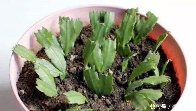 过完年要扦插2种花,生根快,好成活,当年就能开花!