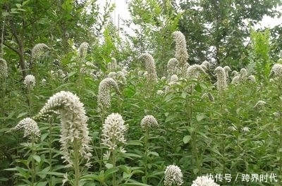 鼠曲草素|现在吃这些野菜,可补肾,降血糖,还凉血止血,可别错过了!