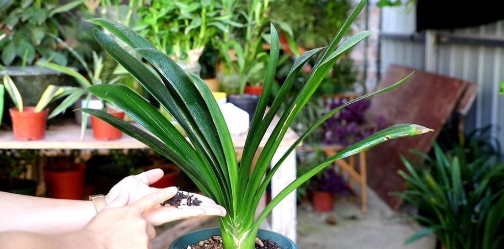 家里“2种垃圾”别丢了,用来养君子兰,叶片花苞嗖嗖长