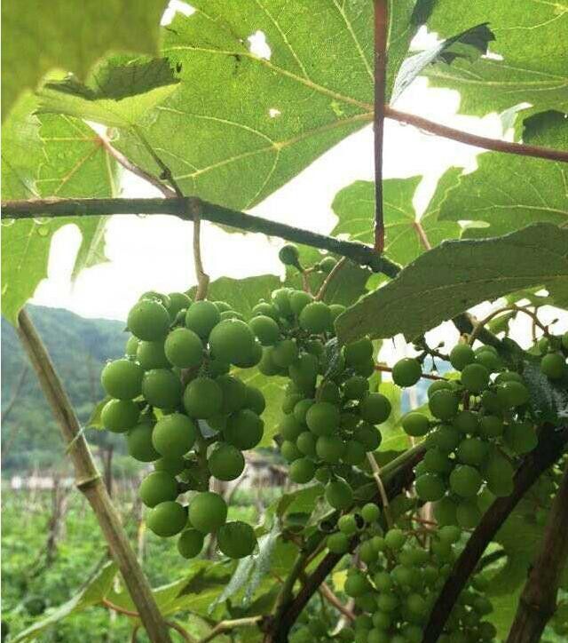 三线城市|远嫁山区农村,晒晒婆家的婚房,院子大得吓人,厨房包你没见过!