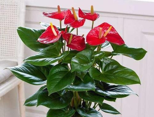  盆栽|4种花，美丽不输牡丹，开花勤快，养护简单，是盆栽佳品