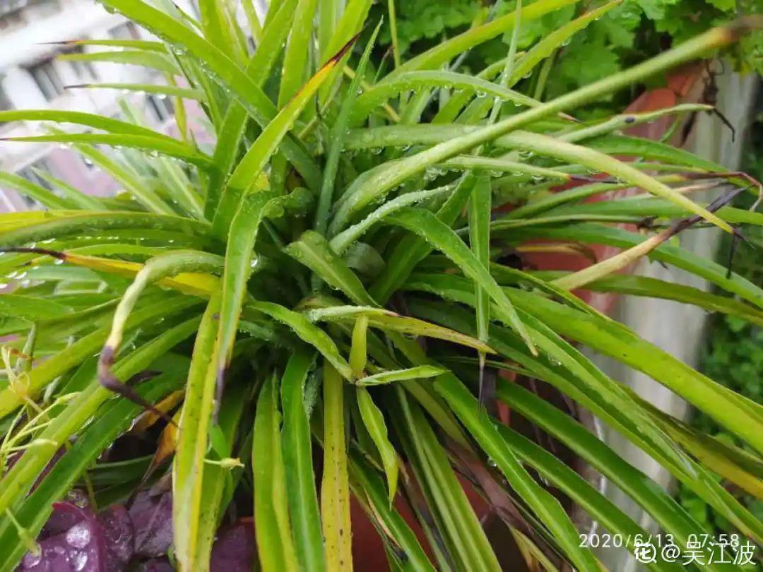 叶子|20种花，天凉了赶紧剪，来年开花有多又艳！