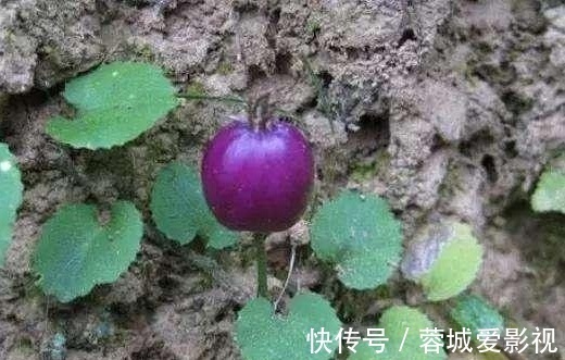 滕蔓|农村一种野果叫“地茄子”,目前稀有,药用价值极高,遇见别踩到