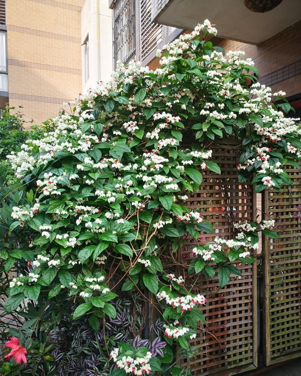 九龙吐珠|新型观赏花木,夏季盛花,容易成花墙,皮实好养,室内盆栽也可以