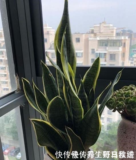 透气性|不会给虎皮兰浇水,只需记住“4个字”,叶片宽又厚,爆满一圈芽!