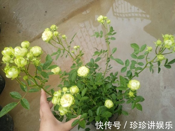 10个最奇葩的月季品种，你可能一个都没见过！