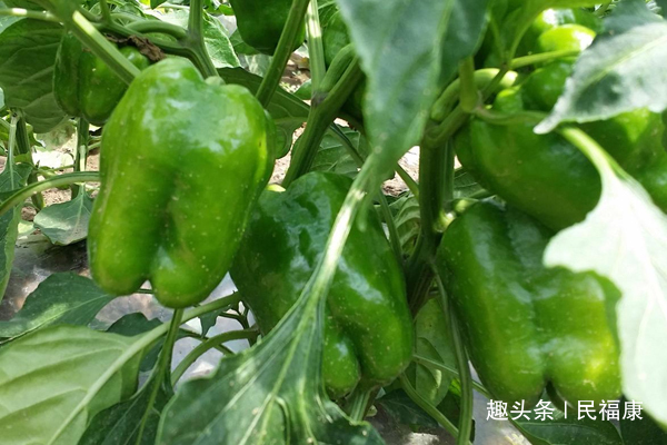 肠道|4种普通的蔬菜,常吃可以通肠道、排毒素,体重也慢慢降下来