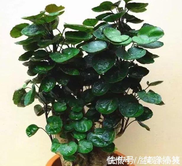 养花就养这几款，招财纳福，好运天天到，聪明人都在养