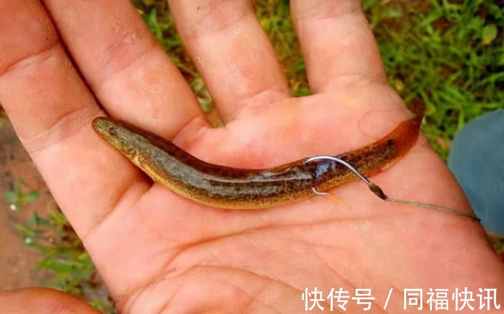 养殖户|三千斤翘嘴一夜被钓完,“神饵泥鳅”为何让老大爷欲哭无泪?