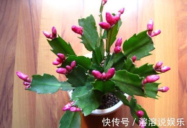 秋天|秋天准备“抗冻肥”,给君子兰、蟹爪兰“喂上”,长得旺、开花多