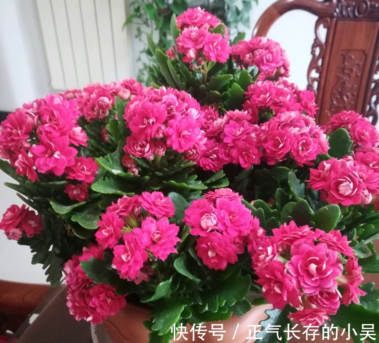 长寿花有“4喜”和“3怕”，冬天养护尤其要注意