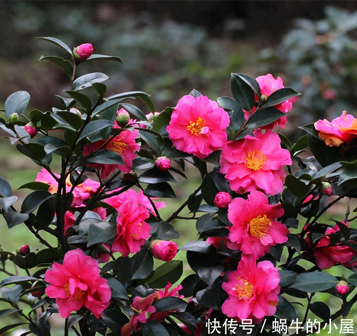 茶花开完花,正待修剪时,春天狠剪,夏秋冬莫动,花苞才满枝