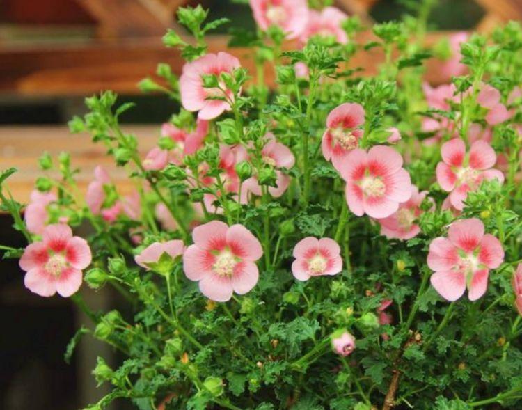 家里阳台养此款花,新手也能养爆盆,花开枝繁叶茂,美