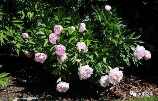 张仲景的两大名方合用,原来有这么多的用途,你能想到吗?