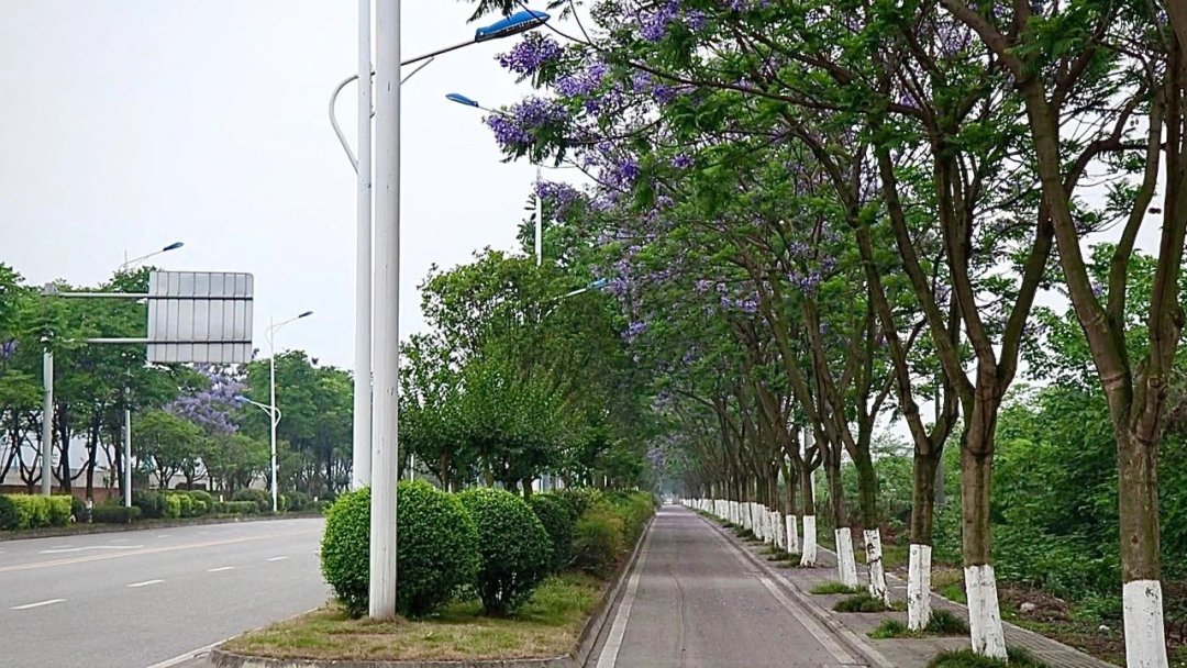 芙蓉花|秋韵，什邡这条街C位出道啦！