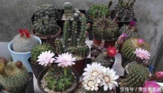 浇水|养花高手盆栽花草存在这3坏习惯要趁早改,迟了植物就遭殃