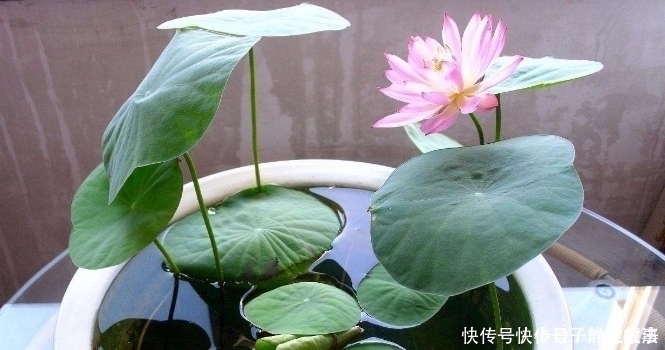 到了夏天,6种花变成“大水桶”,一天不浇就变丑,浇水就绿油油