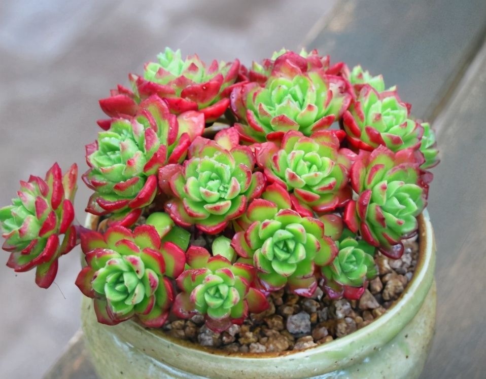 想养好多肉,要学会“虐它”,不仅不会干叶,反而植株紧凑状态美