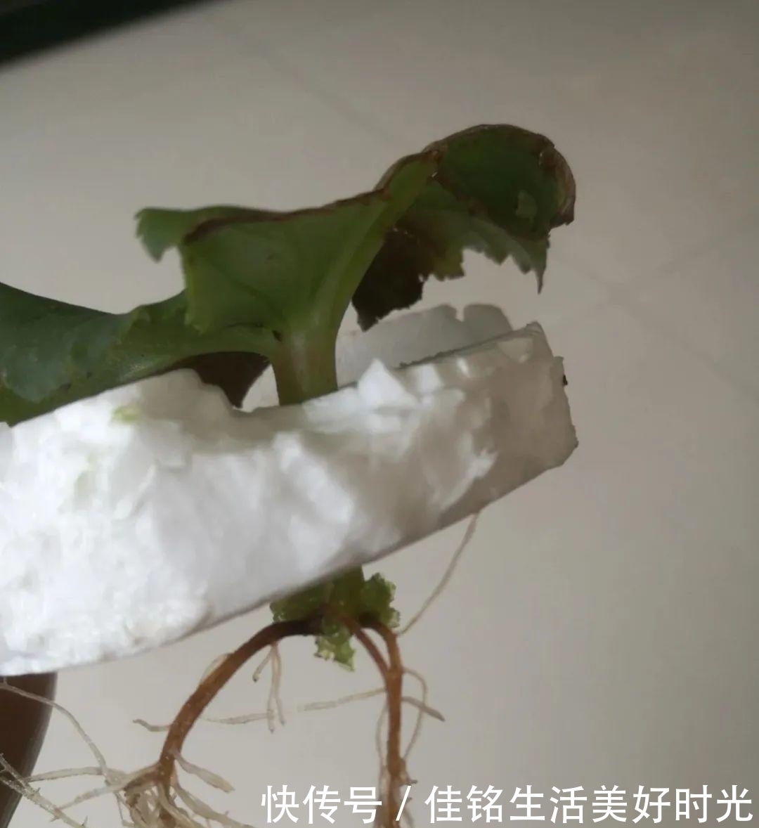 天竺葵|8种花夏天太容易死,现在赶紧扦插,死了也不心疼