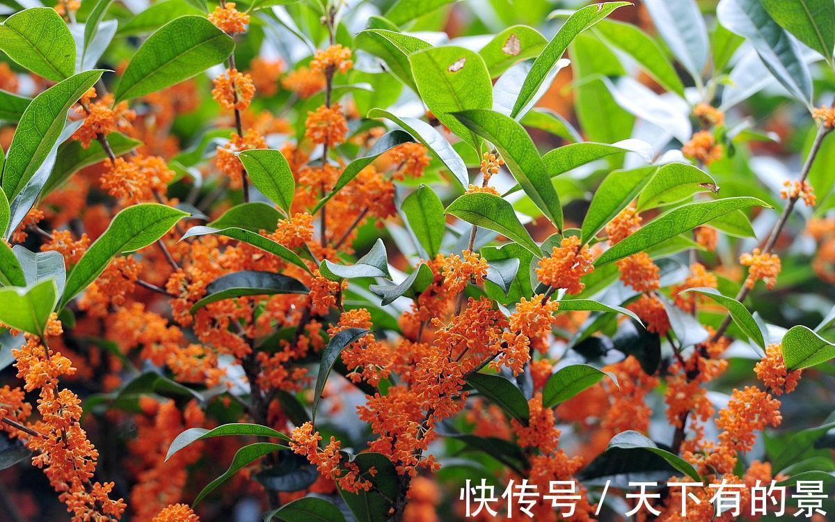 种植|俗语“桂花门前栽,贵人立门内”,桂花寓意这么好,在家如何养?