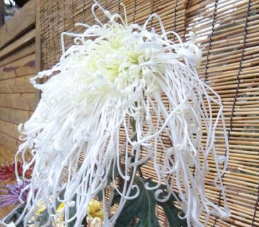 喜欢菊花,不如养盆“菊之珍品”,似金玉明珠,娇巧迷人,美极了