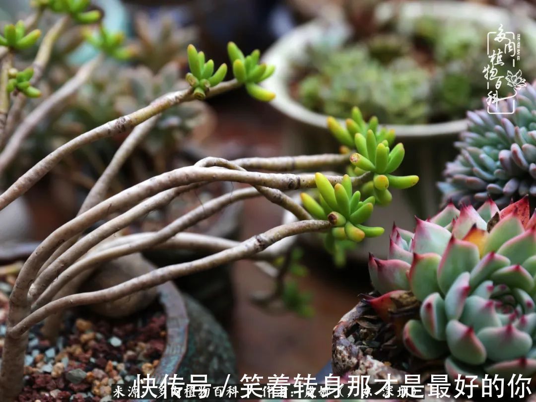 曾经的美肉，谢谢你们都惊艳过时光，谢谢你们都陪过我！