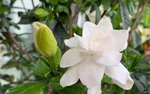 4种花很耐养,沾土就能活,添绿意清空气,格调品味高!