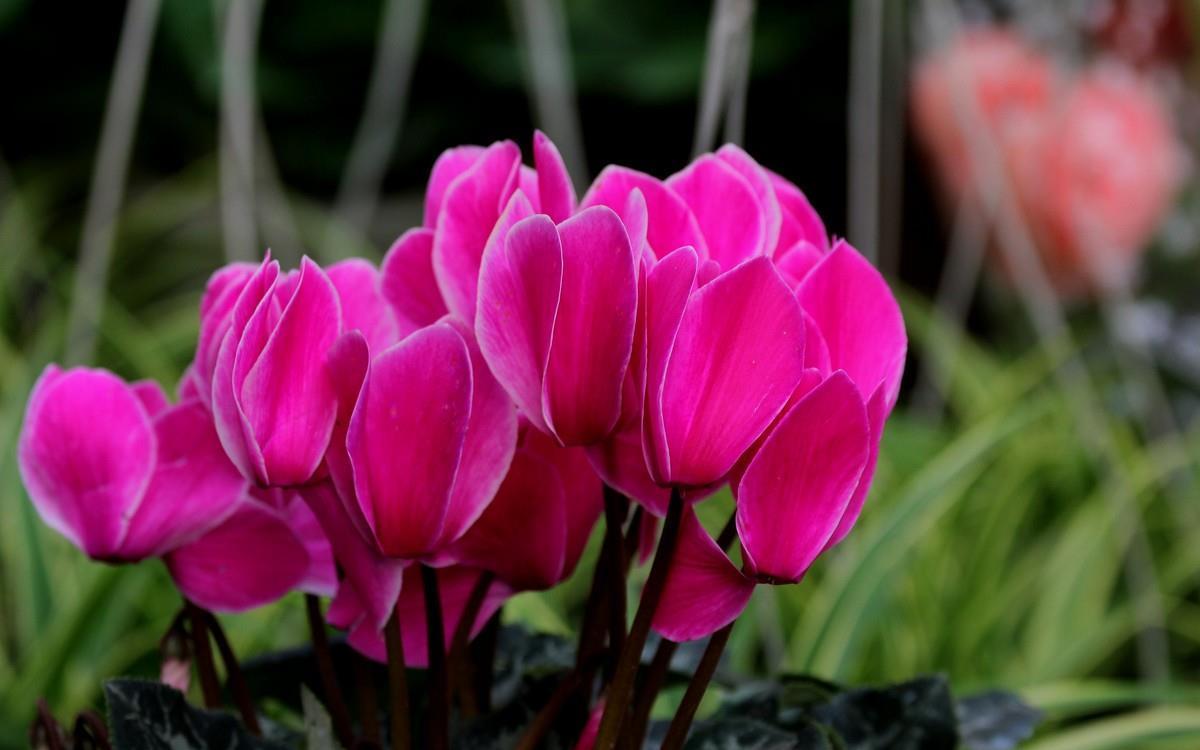 冬天是仙客来的盛花期,不开花,是由3个原因引起的